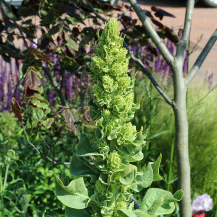 plant image 1330433 plant image 1330433