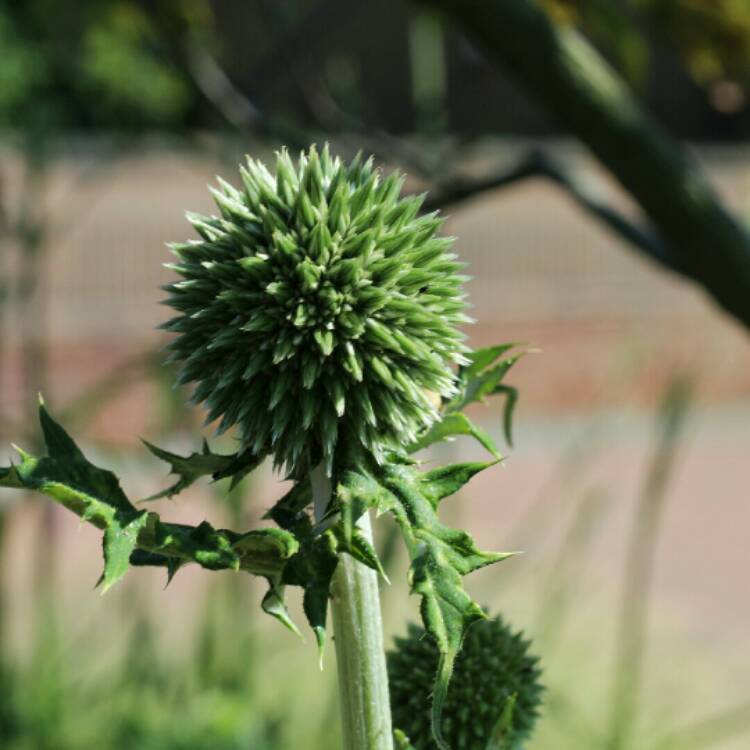 plant image 1330435 plant image 1330435