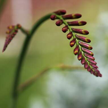 Crocosmia 'Lucifer'