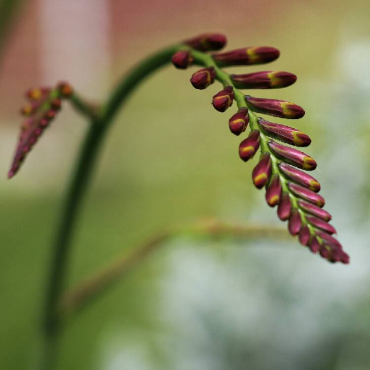plant image 1336576 plant image 1336576