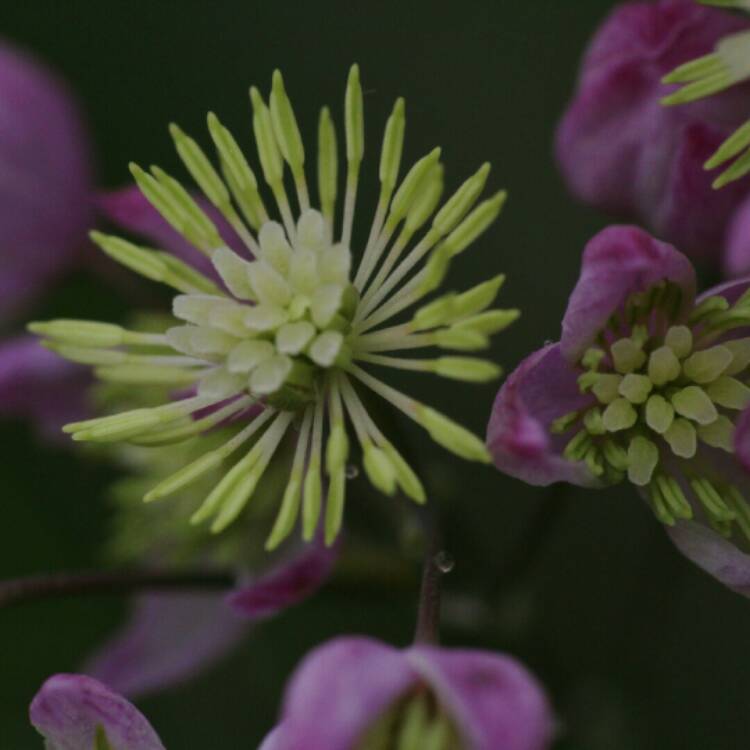 Plant image Thalictrum 'Elin'