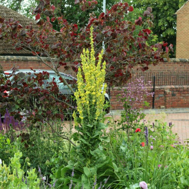 plant image 1345113 plant image 1345113