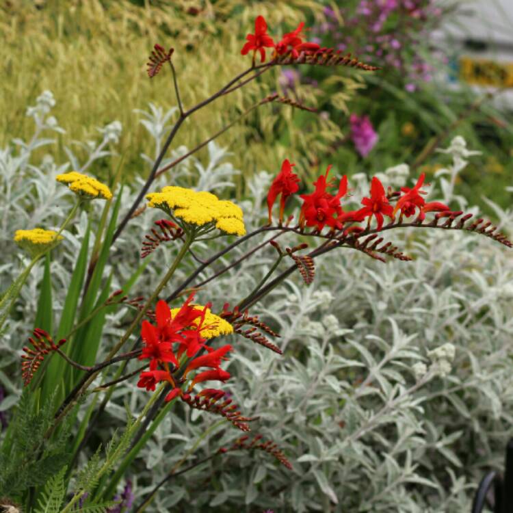 plant image 1345125 plant image 1345125