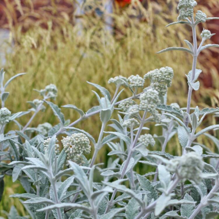 plant image 1348351 plant image 1348351