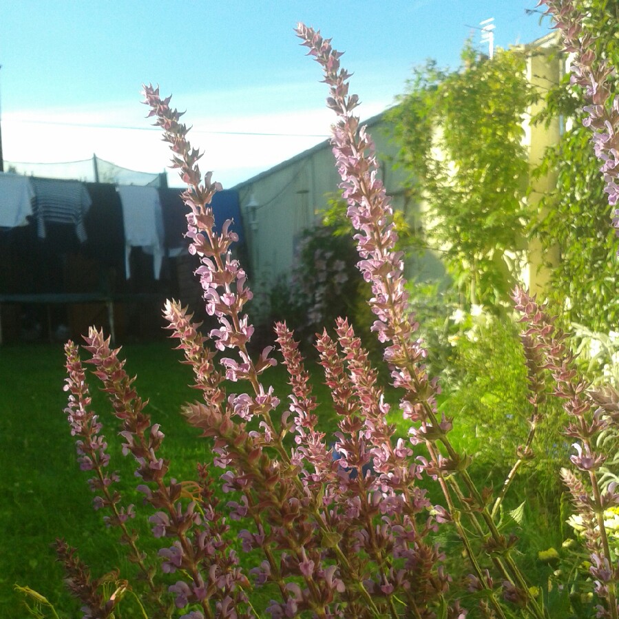 plant image 149025 plant image 149025