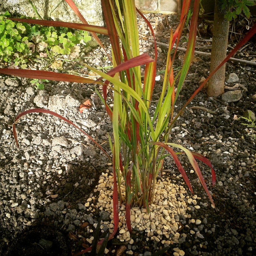 Plant image Imperata cylindrica 'Rubra'
