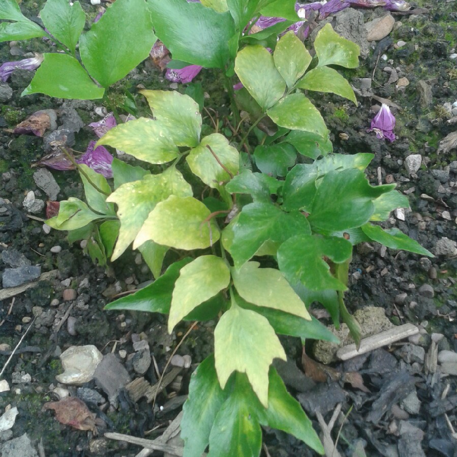 Plant image Cyrtomium Fortunei