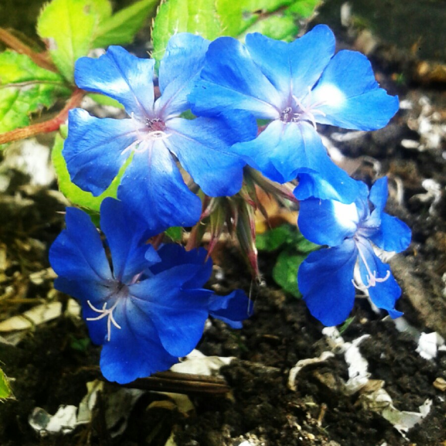 Ceratostigma willmottianum 'Sapphire Ring'