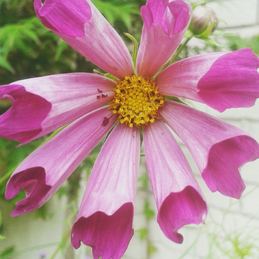 plant image 194421