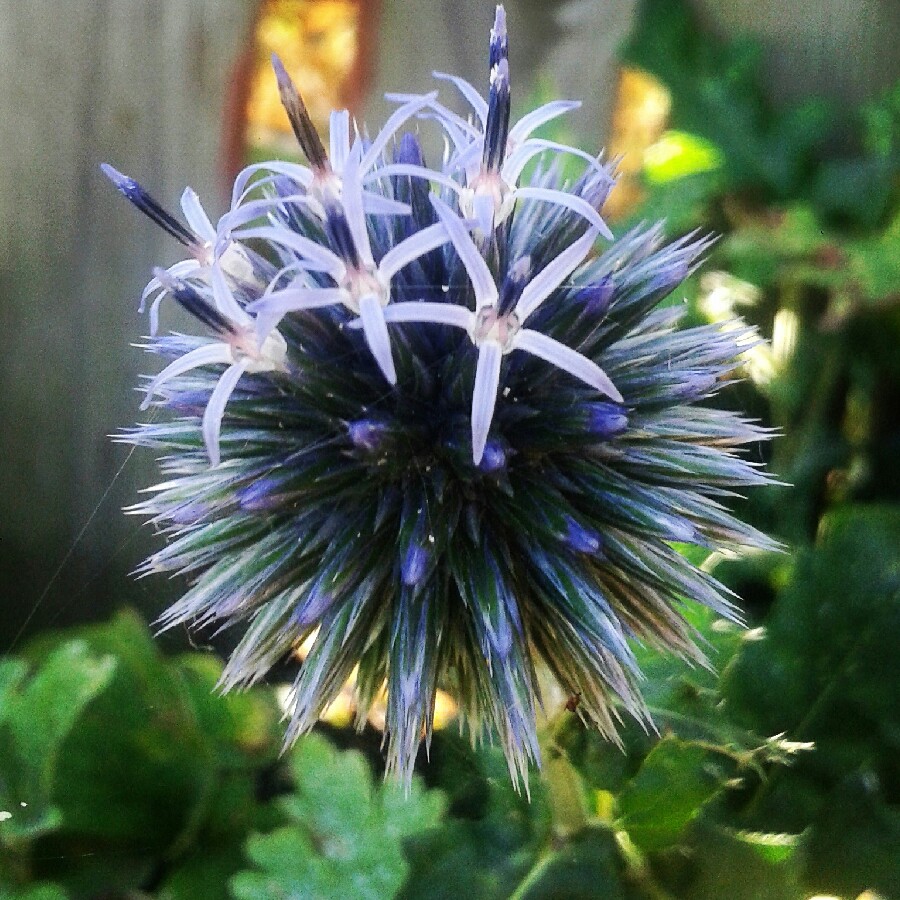 Echinops ritro 'Veitch's Blue'
