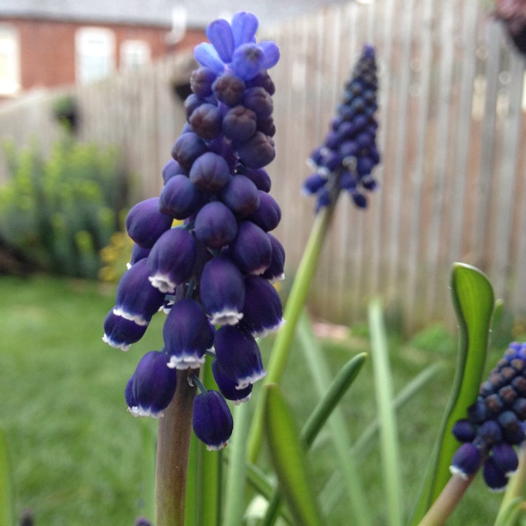 Plant image Muscari 'Joyce Spirit'