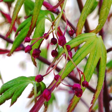 Acer palmatum
