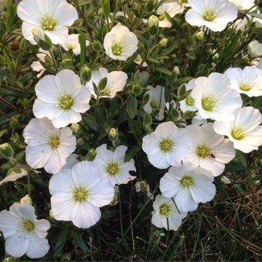 Arenaria Montana 'Blizzard'