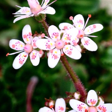 Saxifraga x urbium
