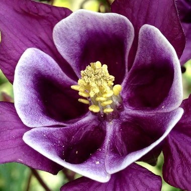 Aquilegia vulgaris 'Winky Double Blue And White'