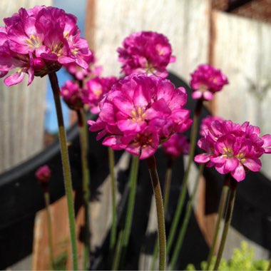 Armeria Rubrifolia