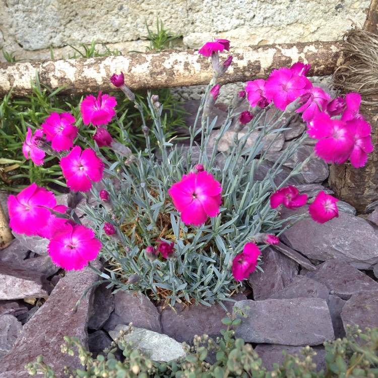 Plant image Dianthus 'Whatfield Magenta'