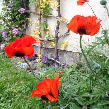 Papaver orientale 'Brilliant'