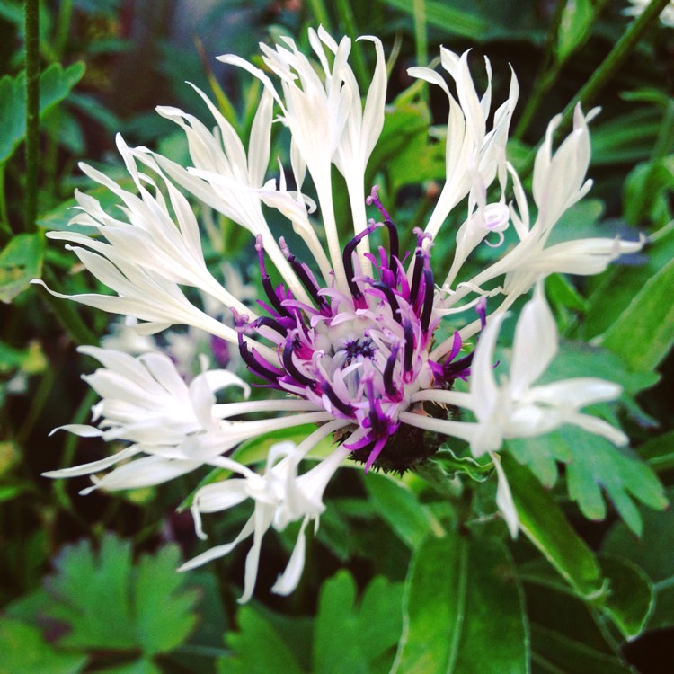 Plant image Centaurea montana 'Purple Heart'