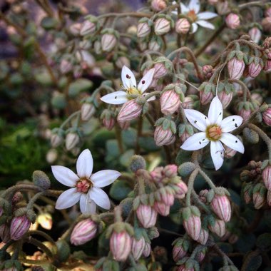 Sedum Dasyphyllum