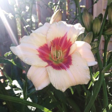 Hemerocallis 'Pandora's Box'
