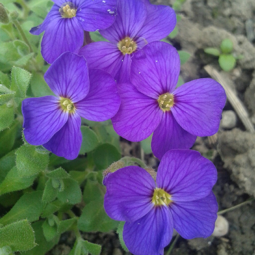 plant image 49198