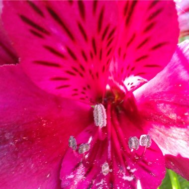Alstroemeria 'Tesdarklin' (Inticancha Series) syn. Alstroemeria 'Inticancha Dark Purple'