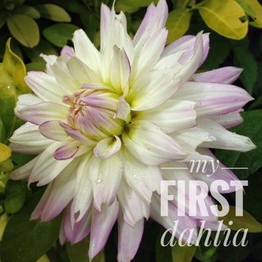 Dahlia 'Crazy Love'