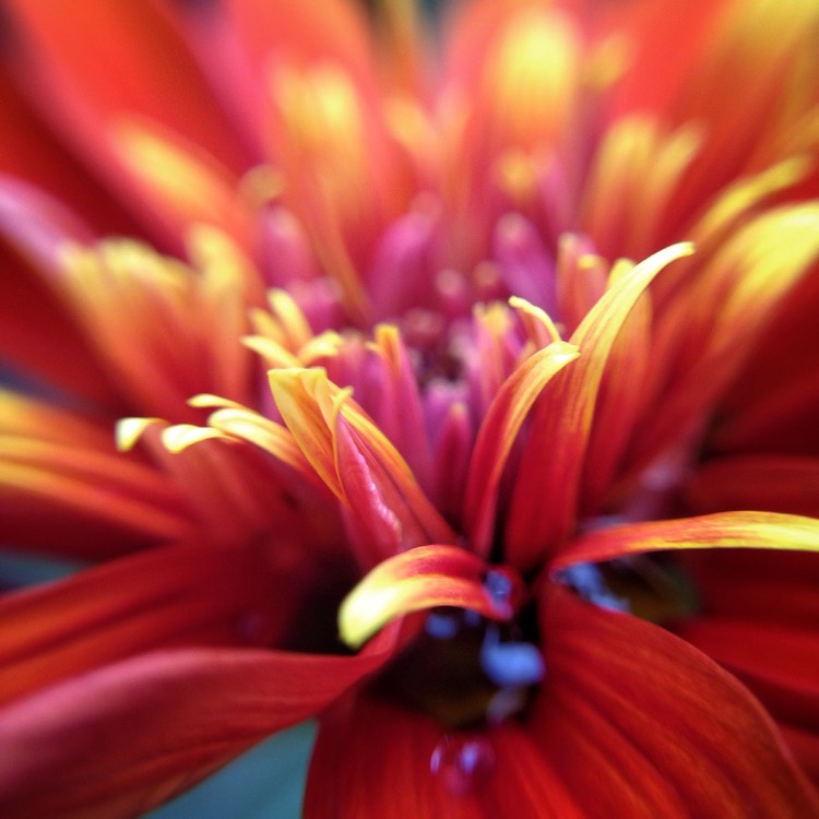 plant image 549782