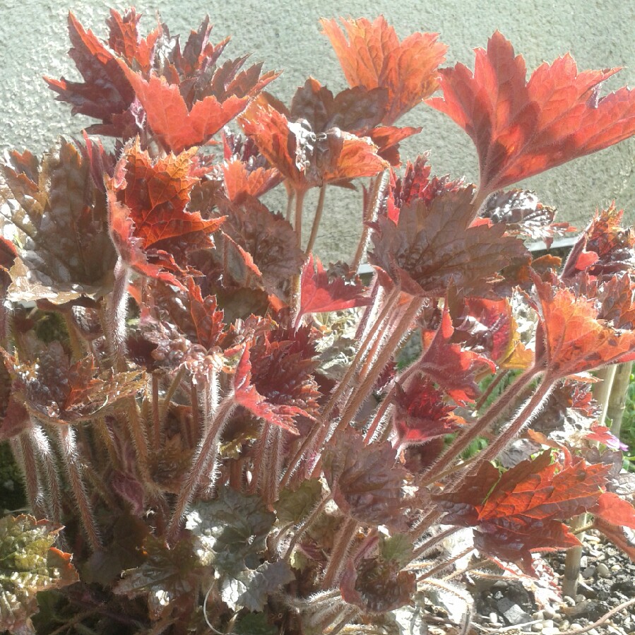 plant image 61779 plant image 61779