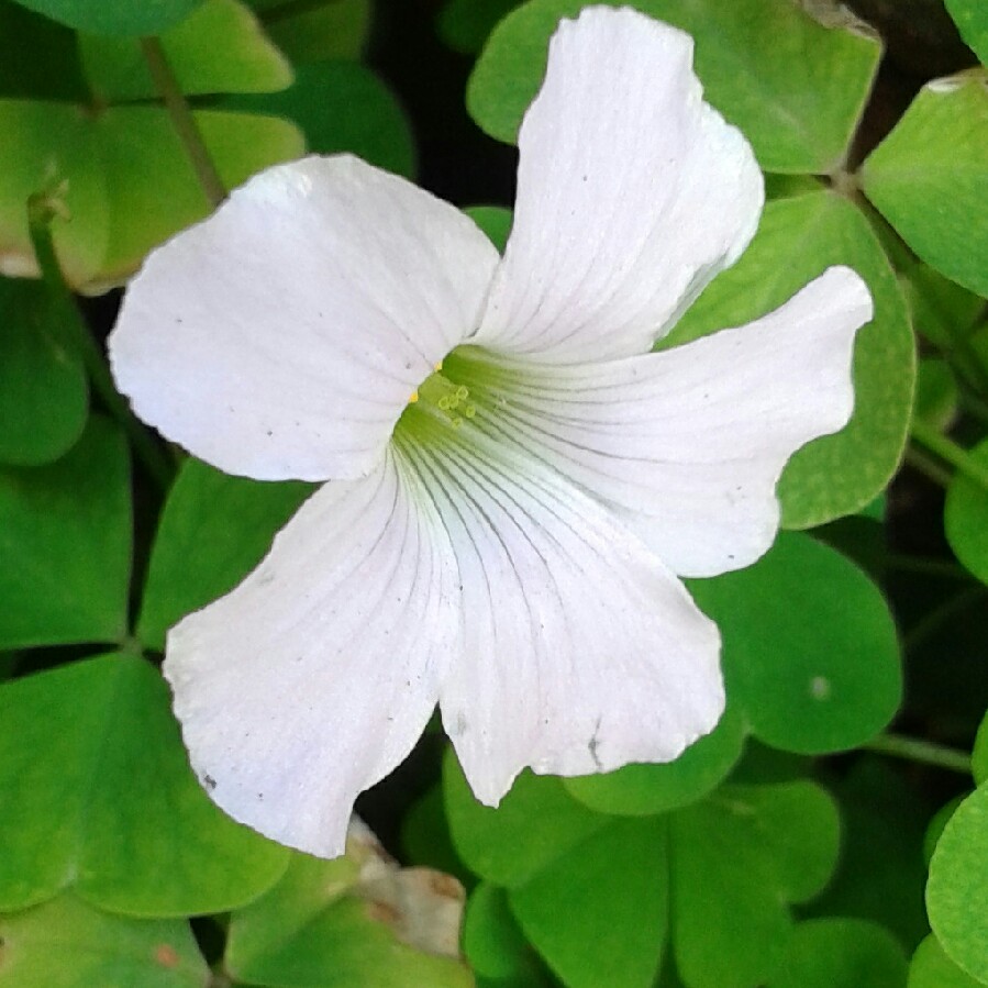 Oxalis Incarnata