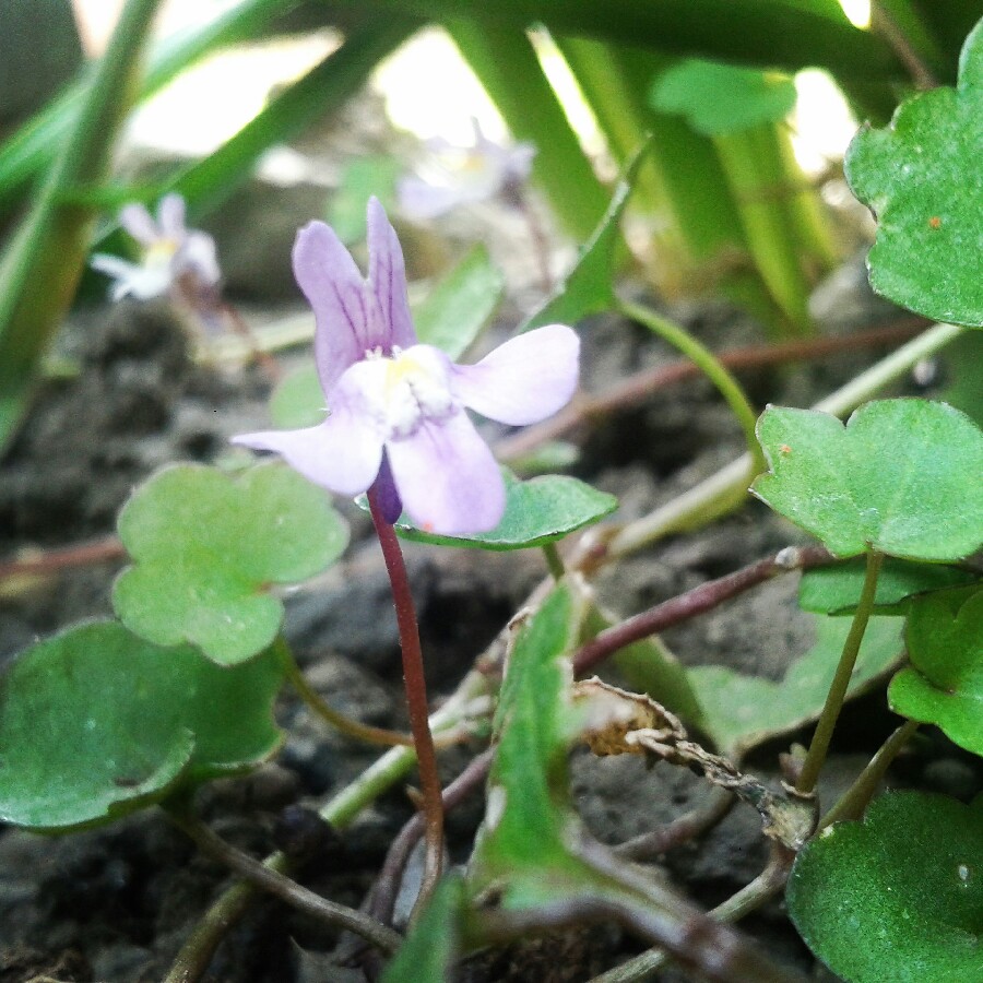 Cymbalaria Pallida syn. Linaria pallida