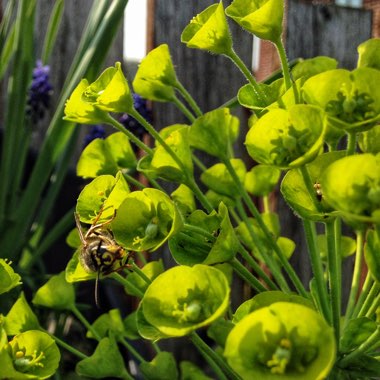 Euphorbia characias subsp. wulfenii syn. Euphorbia wulfenii