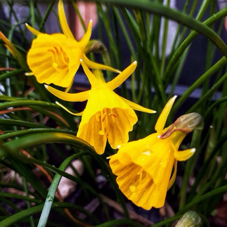 plant image 676849 plant image 676849