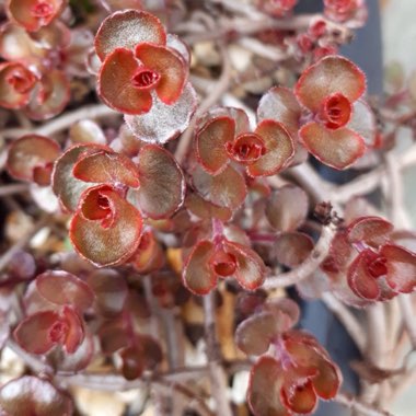 Sedum Spurium Schorbusers Blut