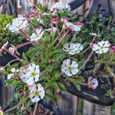 Zaluzianskya ovata 'Star Balsam'