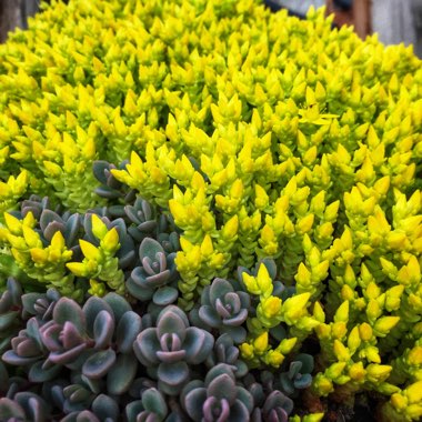 Sedum Acre