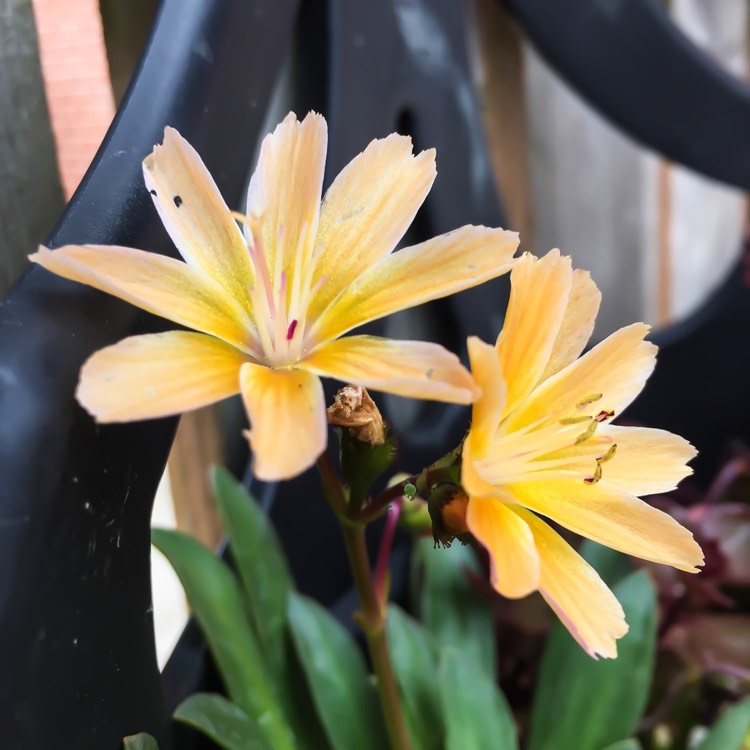 plant image 749365