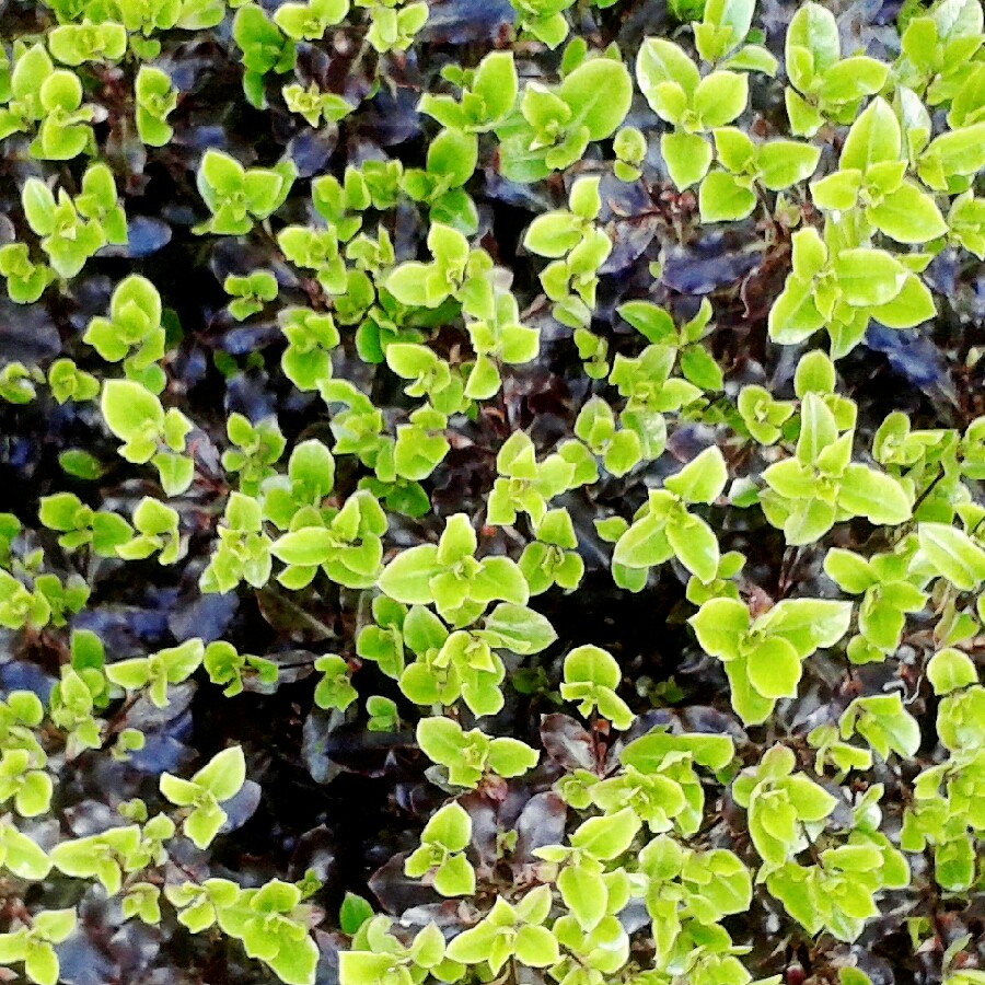 Pittosporum tenuifolium 'Tom Thumb'