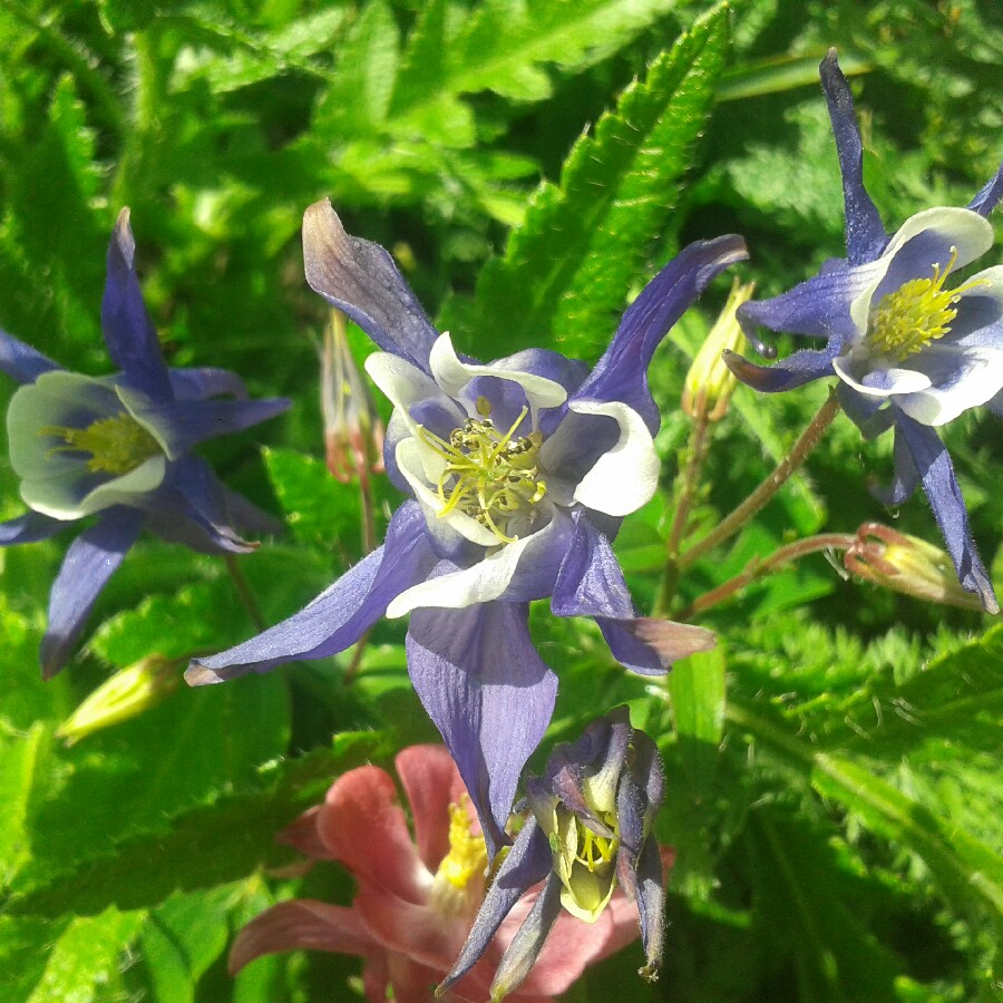 plant image 83994 plant image 83994