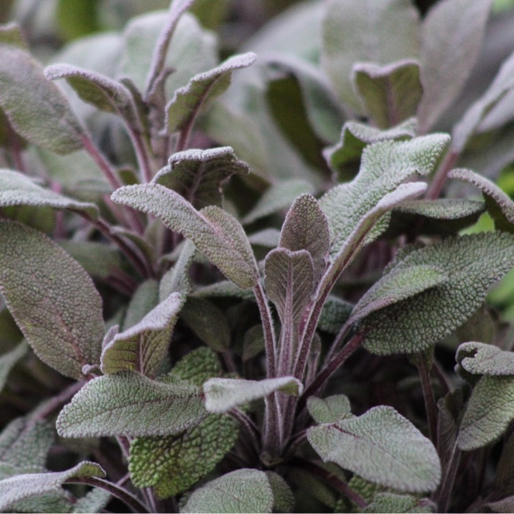 Plant image Salvia officinalis 'Purpurascens'