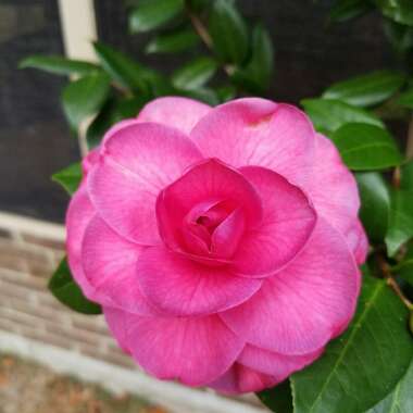 Camellia 'Christmas Beauty'