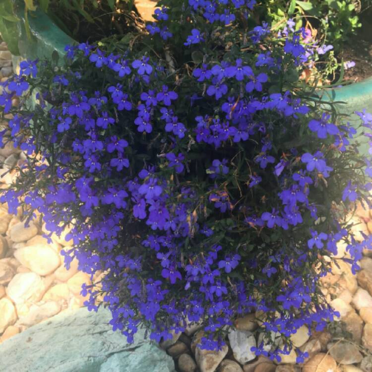 plant image 298993