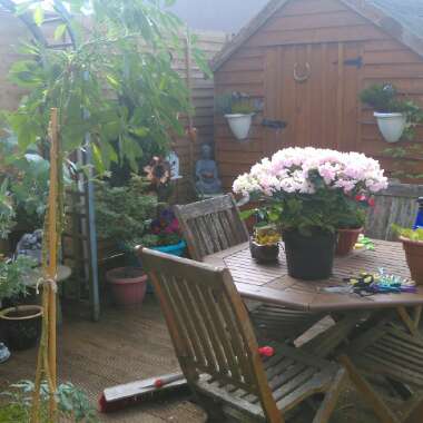 Jessica's garden