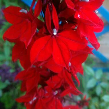 Cardinal Flower