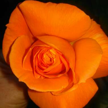 Rose (Climbing)