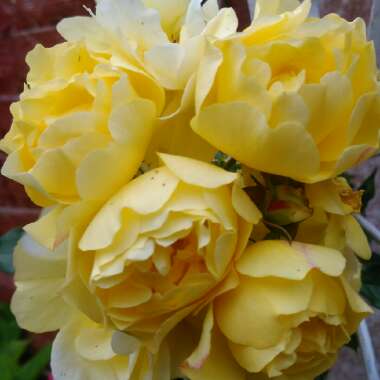 Rose 'Peace' (Hybrid Tea)