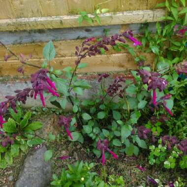 Salvia 'Love and Wishes'