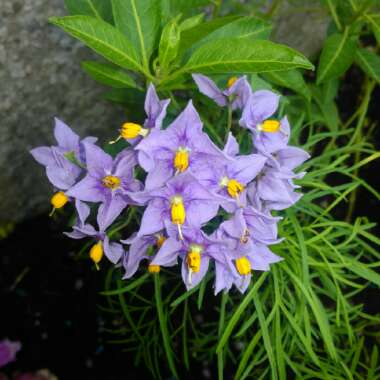 Chilean Potato Vine/Mexican Potato Vine