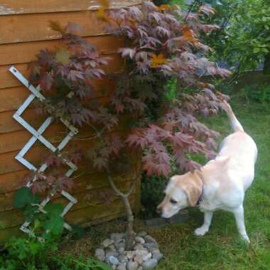 Japanese Maple 'Atropurpureum'